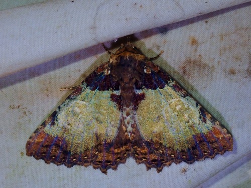 Daddala lucilla (Butler, 1881)