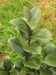 Xylosma spiculifera