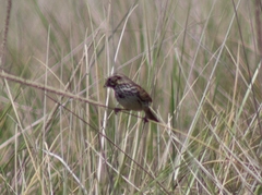 Xenospiza baileyi
