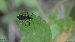 Sphedanolestes impressicollis
