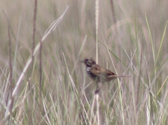 Xenospiza baileyi