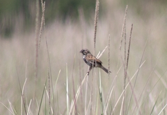 Xenospiza baileyi