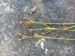 Rhynchospora saxicola