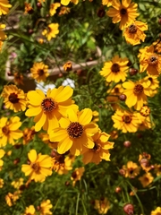 Coreopsis lanceolata
