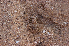 Gryllomorpha