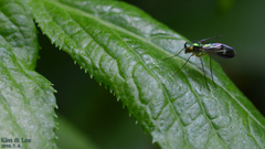 Condylostylus nebulosus