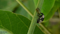 Sternuchopsis trifida