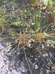 Rhynchospora saxicola