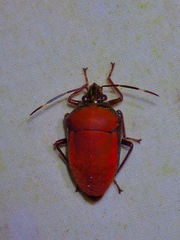 Tetrarthria variegata