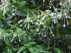 Posoqueria