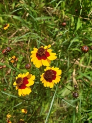 Coreopsis tinctoria
