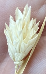 Phalaris canariensis