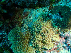 Montipora verrucosa