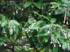 Posoqueria