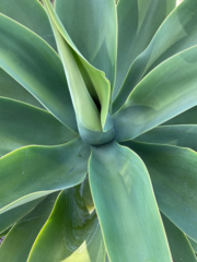 Agave mitis