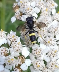 Cerceris rybyensis rybyensis