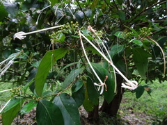 Posoqueria