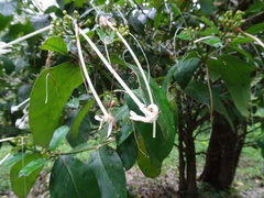 Posoqueria