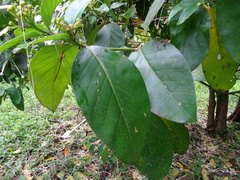 Posoqueria