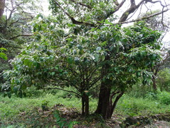 Posoqueria