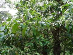 Posoqueria