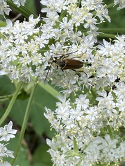 Lepturobosca chrysocoma