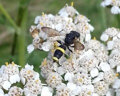 Cerceris rybyensis rybyensis
