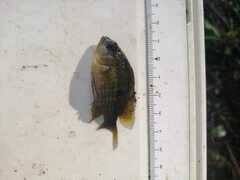 Aequidens tetramerus