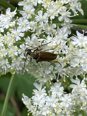 Lepturobosca chrysocoma