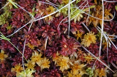 Sphagnum magellanicum