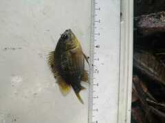 Aequidens tetramerus