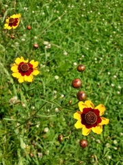 Coreopsis tinctoria
