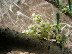 Adenia perrieri