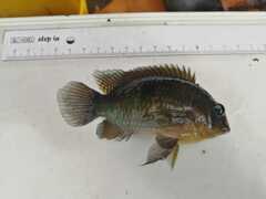 Aequidens tetramerus