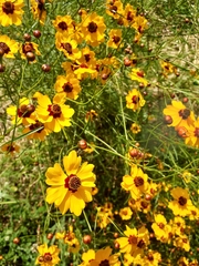 Coreopsis tinctoria