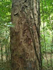 Ganophyllum falcatum