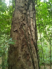 Ganophyllum falcatum