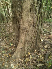 Ganophyllum falcatum