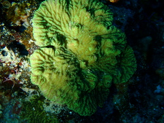 Merulina scabricula