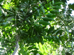 Dysoxylum gaudichaudianum