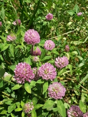 Trifolium pratense