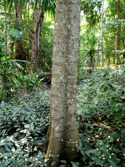 Dysoxylum gaudichaudianum