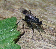 Nippocryptus vittatorius