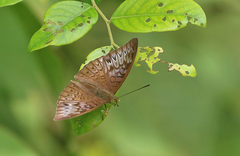 Tanaecia pelea
