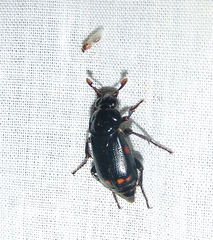 Nicrophorus pustulatus