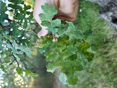 Quercus lobata