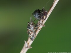 Phlegyas abbreviatus