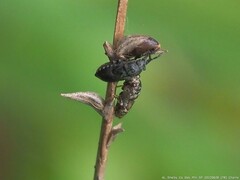 Phlegyas abbreviatus