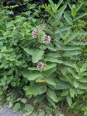 Asclepias syriaca