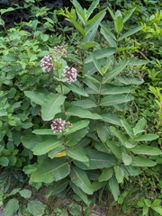 Asclepias syriaca